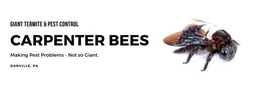 carpenter bee services
